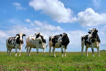 Cargar imagen en el visor de la galería, CHULETÓN VACA FRISONA PREMIUM (0,9-1kg aprox)