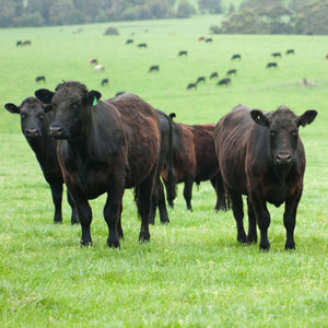 ANGUS ENTRECOT BAJO ARGENTINA  (5 Porciones 270 gr o 1 Pieza de 1,4kg)